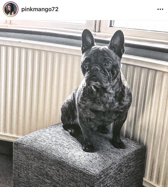 Black dog sat on top of the Herringbone Chenille footstool 